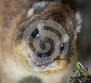 Closeup portrait of a Rock Hyrax Procavia capensis in South Africa. Cape town, Table mountain. Dassie