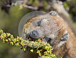 Closeup portrait of a Rock Hyrax Procavia capensis in South Africa. Cape town, Table mountain. Dassie