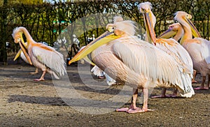 Closeup portrait of a rosy pelican with his family in the background, group of pelicans