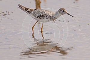 Closeup portrait of sandpiper / yellowlegs species hunting in the wetlands off the Minnesota River in the Minnesota Valley Nationa