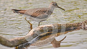 Closeup portrait of sandpiper / yellowlegs species hunting in the wetlands off the Minnesota River in the Minnesota Valley Nationa