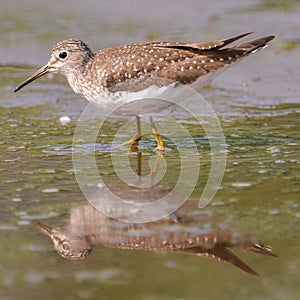 Closeup portrait of sandpiper / yellowlegs species hunting in the wetlands off the Minnesota River in the Minnesota Valley Nationa