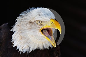 Closeup portrait of a screaming Eagle