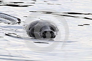 Closeup portrait of a seal head swimming in water