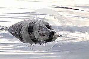 Closeup portrait of a seal head swimming in water