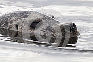 Closeup portrait of a seal head swimming in water