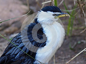 A closeup portrait of a sensational Little Pied Cormorant.