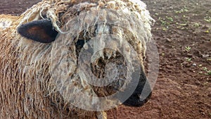 Closeup portrait of a sheep