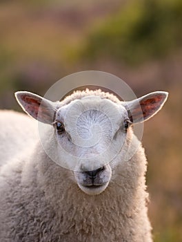 Closeup portrait of sheep at sunset in Rebild National Park, Denmark with copyspace. Calm animal grazing on a pasture or