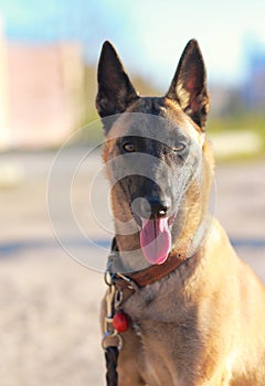Closeup portrait of shepard dog