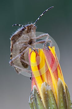 Closeup portrait of Shield Bug