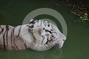 Closeup Portrait shot of a White Tiger.white siberian tiger swimming. - Image