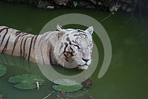 Closeup Portrait shot of a White Tiger.white siberian tiger swimming. - Image