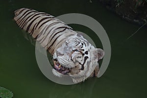 Closeup Portrait shot of a White Tiger.white siberian tiger swimming. - Image