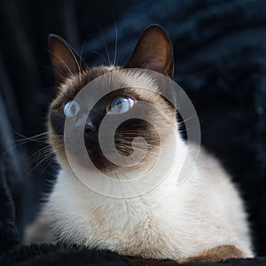 Closeup portrait of a Siamese cat laying on a black blanket with blur background