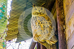 Closeup portrait of a siberian eagle owl, popular owl specie from Siberia
