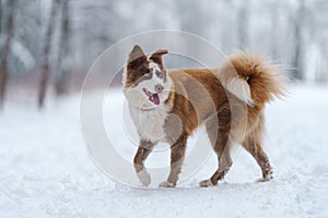 Closeup portrait of siberian laika in ginger color walking and playing in snow