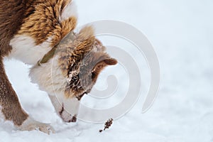 Closeup portrait of siberian laika in ginger color walking and playing in snow
