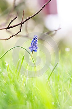 A closeup portrait of a single blue grape hyacinth or muscari flower sticking out of the green grass of a garden during spring