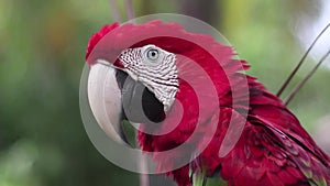 Closeup portrait of a single red-and-green macaw (Ara chloropterus), slide left