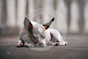 Closeup Portrait of sleeping Chihuahua Dog