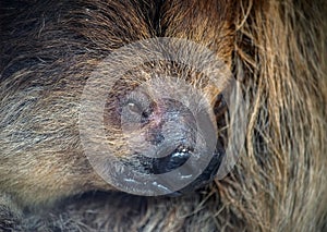 Closeup portrait of a sleepy three-toed sloth