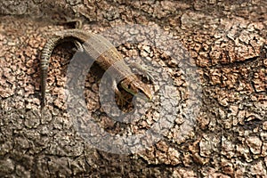 Closeup portrait of a small lizard