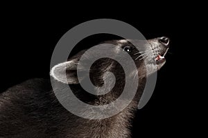 Closeup Portrait sniffing Baby Raccoon isolated on Black Background