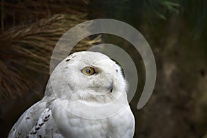 Closeup portrait of a snowy owl Bubo scandiacus bird of prey