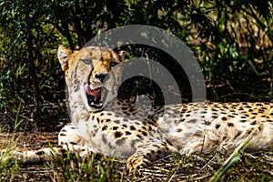 Closeup portrait of a South African cheetah lying in green grass, with open mouth