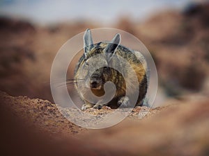 Closeup portrait of a Southern Viscacha Lagidium Viscacia Vizcacha rodent animal wildlife at Laguna Negra Uyuni Bolivia