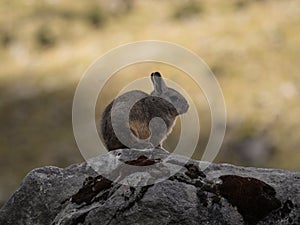 Closeup portrait of a Southern viscacha vizcacha rodent Lagidium viscacia sitting on rock in Cordillera Huayhuash Peru