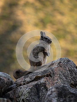 Closeup portrait of a Southern viscacha vizcacha rodent Lagidium viscacia standing on rock in Cordillera Huayhuash Peru