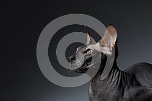 Closeup Portrait of Sphynx Cat squints Looks on Black