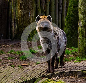 Closeup portrait of a spotted hyena, Wild mammal from the desert of africa