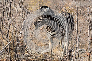 Closeup portrait of striped zebra with smart big black eyes on African savanna chewing a dry bush. Safari in Namibia.