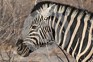 Closeup portrait of striped zebra with smart big black eyes on African savanna chewing a dry bush. Safari in Namibia.