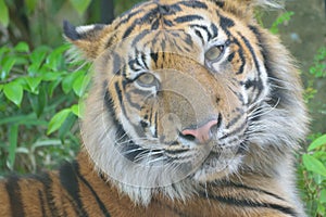 Closeup portrait of Sumatra Tiger