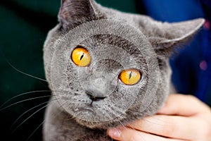 Closeup portrait of a surprised perplexed british cat