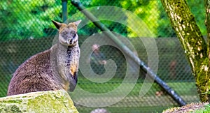 Closeup portrait of a swamp wallaby, tropical marsupial specie from Australia