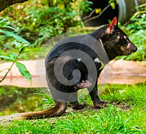 Closeup portrait of a tasmanian devil, Endangered animal specie from Tasmania in Australia