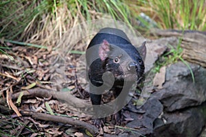 Closeup portrait of the Tasmanian devil Sarcophilus harrisii looking at the camera.