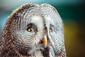 Closeup portrait of a tawny owl Strix aluco