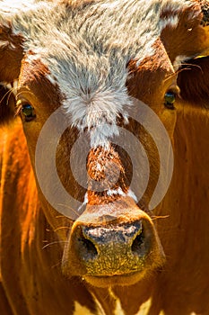 Closeup portrait of Texas Longhorn bull