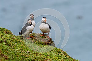 A closeup portrait of three puffins