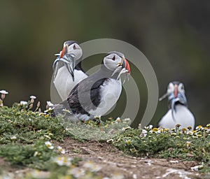 A closeup portrait of three puffins with fish in beak