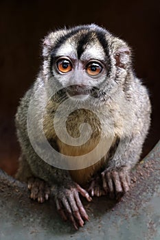 Closeup portrait of the three-striped night monkey