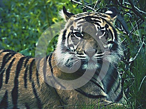 Vzácný bengálský tygr v buši.