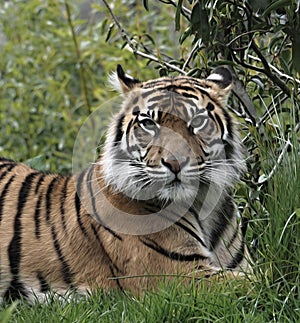 Closeup portrait of a tigers face in ZOO park.Bengal tigers live in India and are sometimes called Indian tigers.