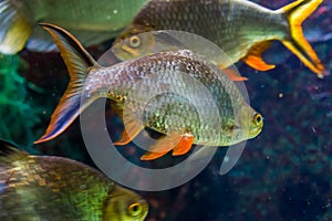 Closeup portrait a tinfoil barb, popular tropical aquarium pet in aquaculture, exotic fish specie from Asia photo